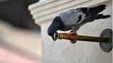 Eine Taube trinkt aus einem Brunnenhahn