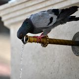 Eine Taube trinkt aus einem Brunnenhahn