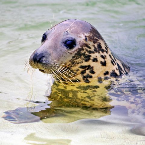 Eine Kegelrobbe in der Nordsee. Bohrungen nach Gas würden das Ökosystem dort gefährden