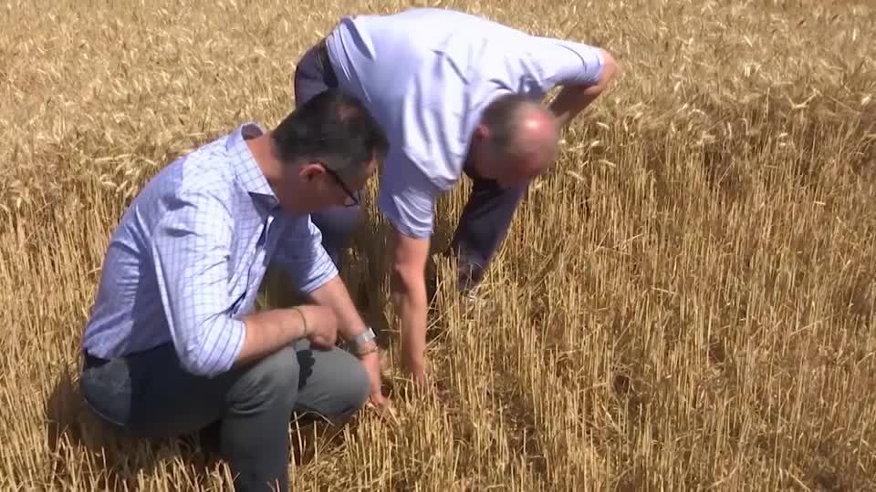 Video: Özdemir besorgt über Dürre auf den Feldern Video: Özdemir besorgt über Dürre auf den Feldern
