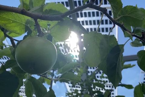 Video: Zwei Fliegen mit einer Klappe: Solarstrom und Obstanbau