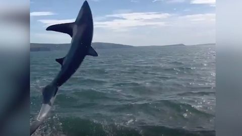 3-Meter-Hai springt neben Boot aus dem Wasser und überrascht Ausflügler