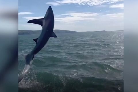 3-Meter-Hai springt neben Boot aus dem Wasser und überrascht Ausflügler