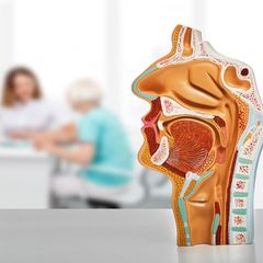 Kopfmodell beim Hals-Nasen-Ohren-Arzt