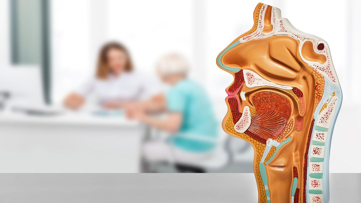 Kopfmodell beim Hals-Nasen-Ohren-Arzt