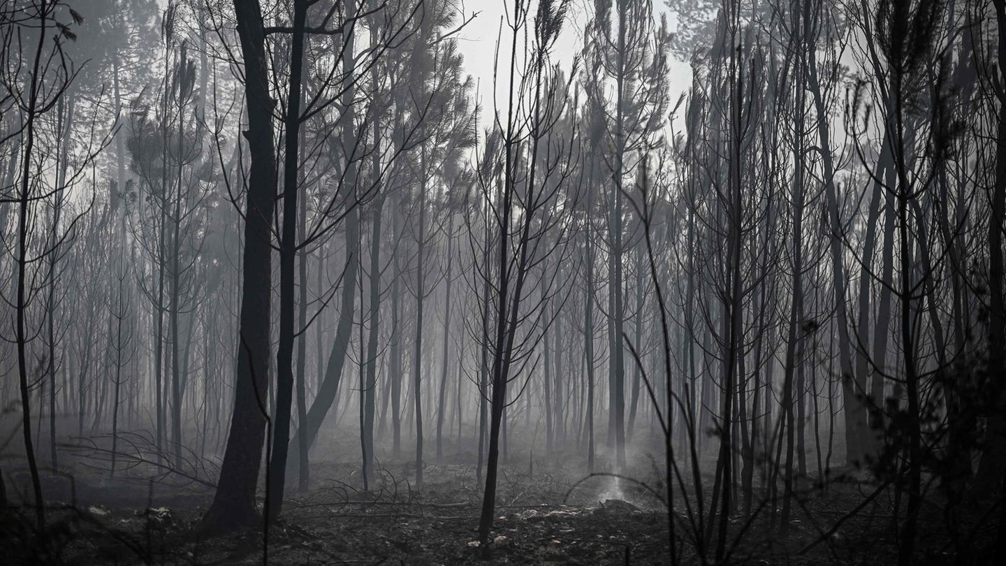 In Origne, ebenfalls im Südwesten Frankreichs, besteht dieser Wald nur noch aus verkohlten Bäumen