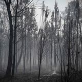 In Origne, ebenfalls im Südwesten Frankreichs, besteht dieser Wald nur noch aus verkohlten Bäumen