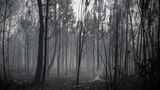 In Origne, ebenfalls im Südwesten Frankreichs, besteht dieser Wald nur noch aus verkohlten Bäumen
