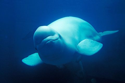 Mehr als 50.000 Belugas sind auf Wanderschaft und Sie können Ihnen hier live zuschauen
