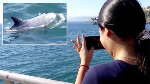 Verfolgungsjagd in Monterey Bay: Killerwale jagen 1000 Delfine durch Meeresbucht