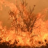 Im Nordwesten Spaniens haben die verheerenden Waldbränden bereits mehrere Todesopfer gefordert.