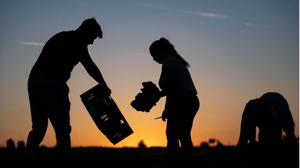 Ernte im Sonnenaufgang Ernte im Sonnenaufgang