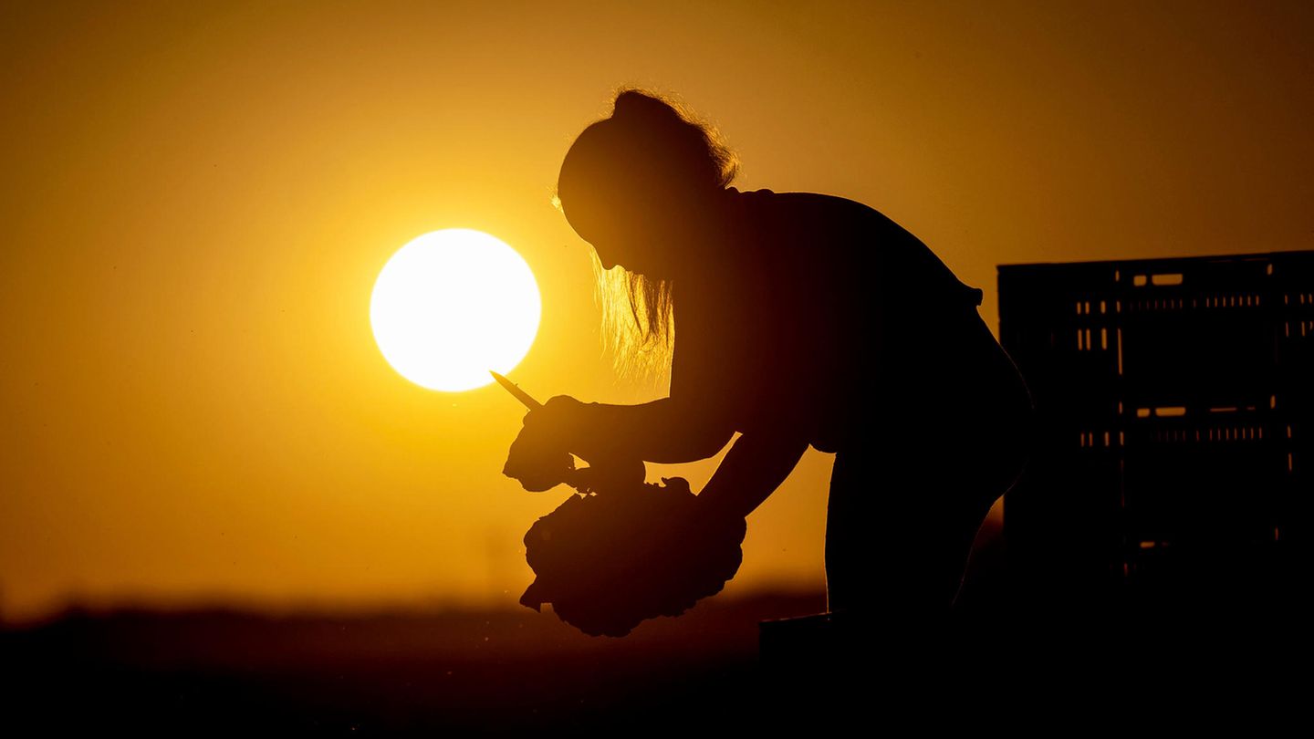 Im Gegenlicht der aufgehenden Sonne steht eine Frau auf einem Feld und hält ein Messer in der einen, Salat in der anderen Hand Im Gegenlicht der aufgehenden Sonne steht eine Frau auf einem Feld und hält ein Messer in der einen, Salat in der anderen Hand