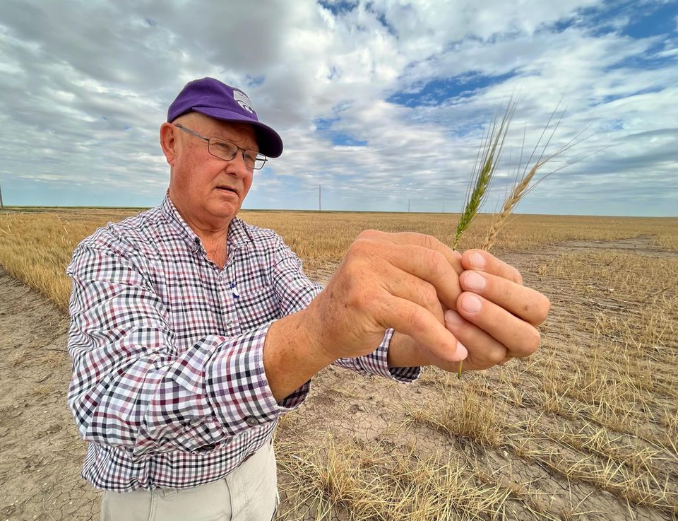 Farmer Vance Ehmke zeigt zwei verschiedene Ähren Farmer Vance Ehmke zeigt zwei verschiedene Ähren