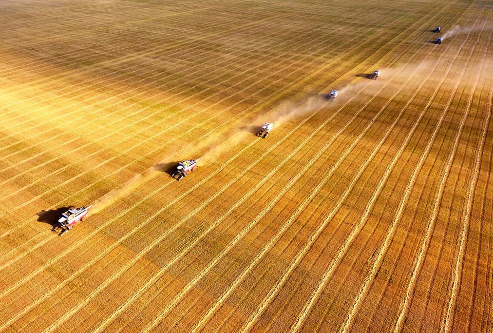 Riesige Getreidefelder werden mit mehreren Mähdreschern abgeerntet