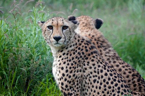 Zwei Geparden im Buschland von Namibia