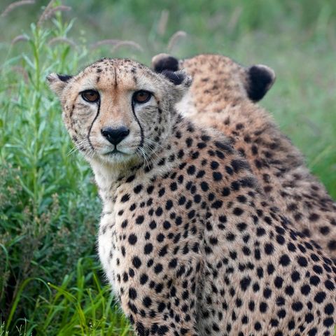 Zwei Geparden im Buschland von Namibia