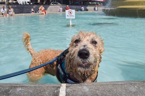 Kleiner Hund im Brunnen
