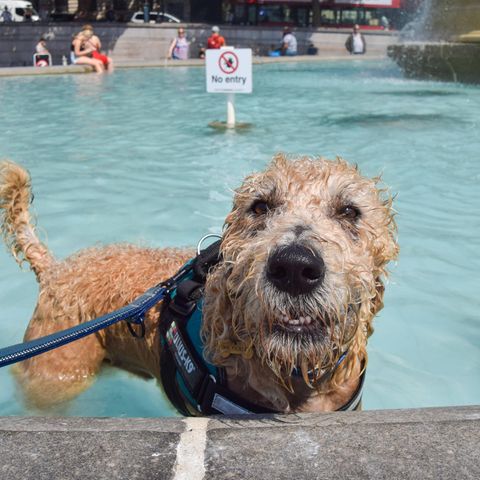 Kleiner Hund im Brunnen