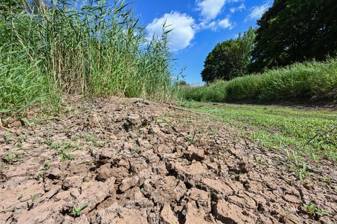 Trockenheit mit Grün in Senftenberg in Brandenburg