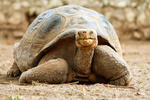 Riesenschildkröte