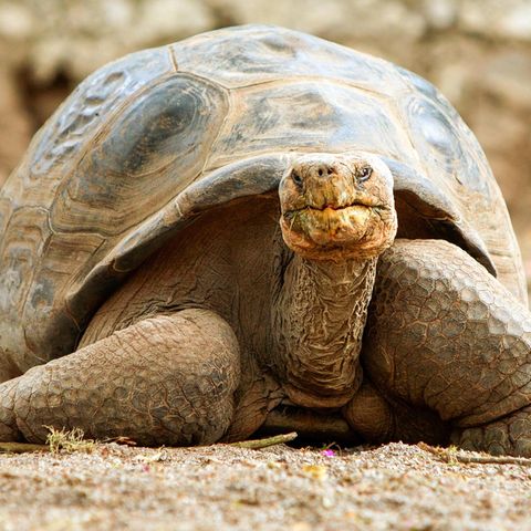 Riesenschildkröte
