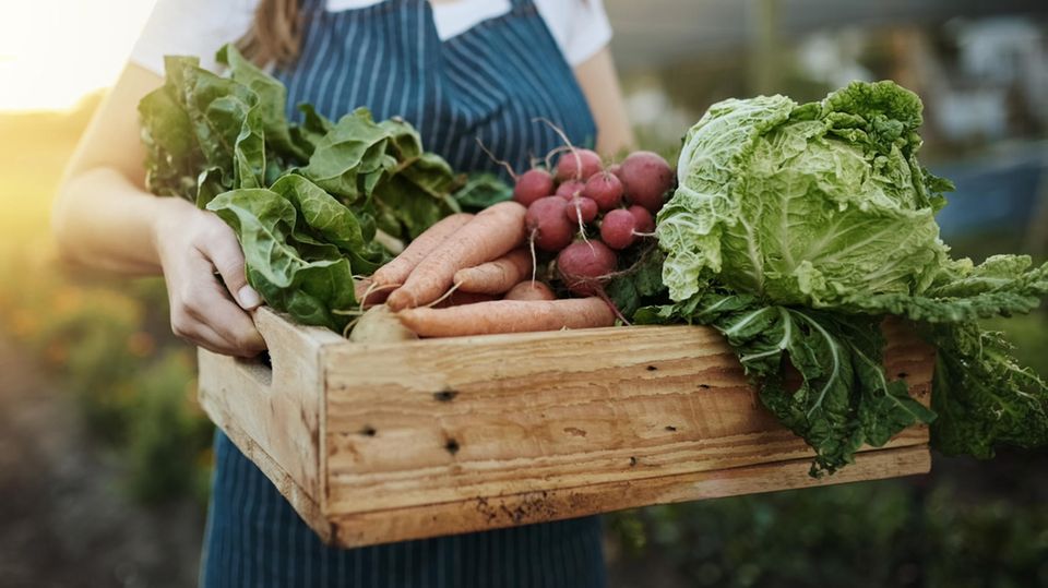 Balkon und Garten: Diese Gemüsesorten können Sie im Juli aussäen Balkon und Garten: Diese Gemüsesorten können Sie im Juli aussäen