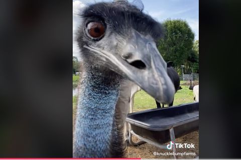 Emu Emmanuel