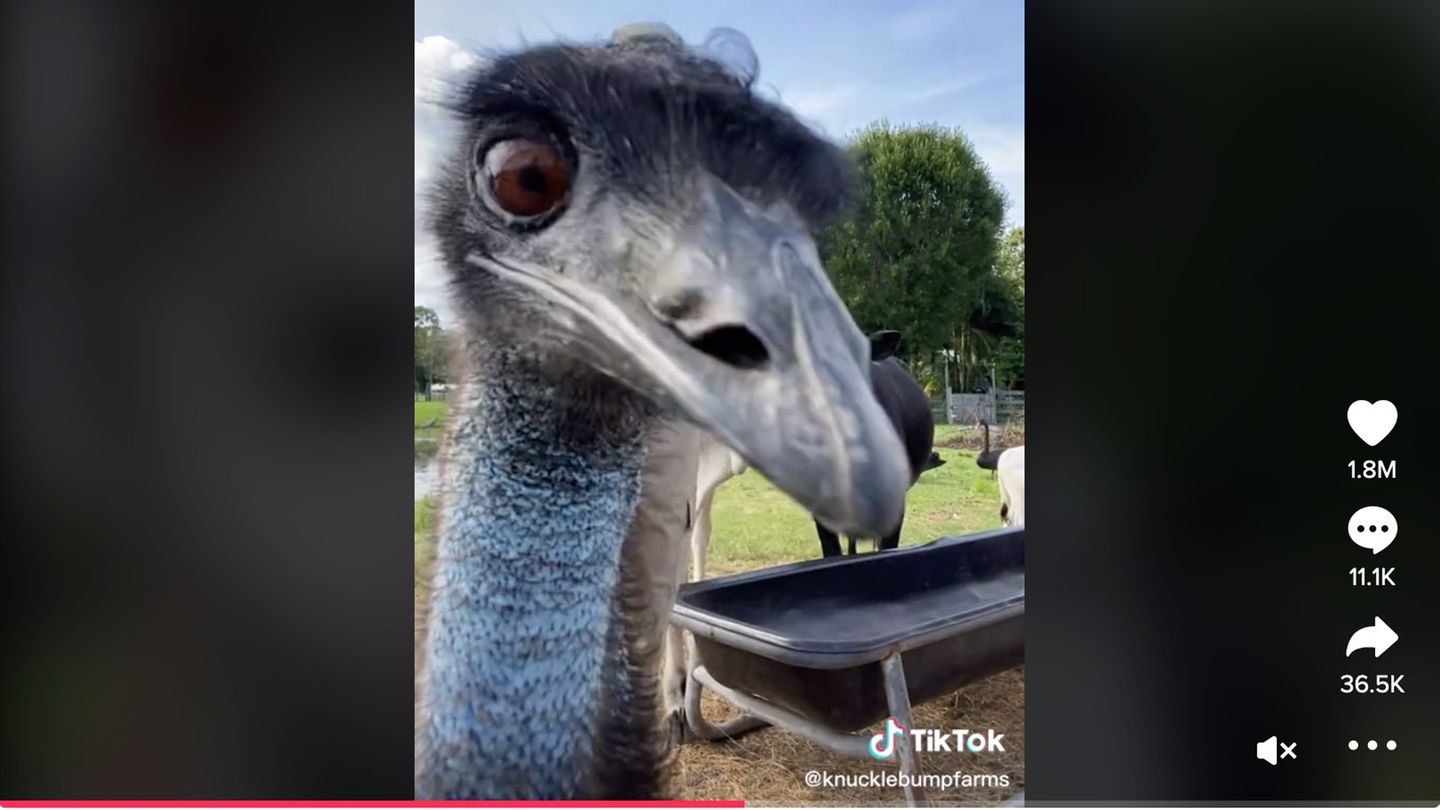 Emu Emmanuel