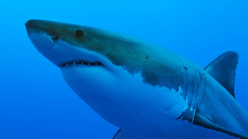 A great white shark swims in the water