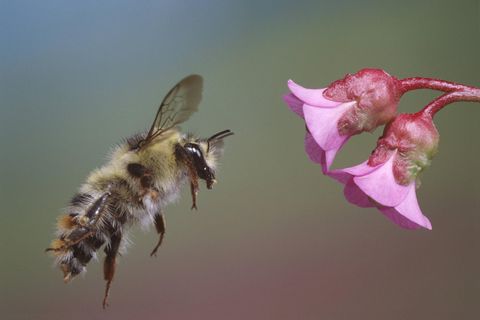 Hummel vor rosa Blüten