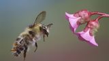 Hummel vor rosa Blüten