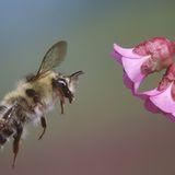 Hummel vor rosa Blüten