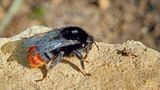 Hummel auf dem Boden