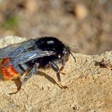 Hummel auf dem Boden