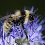 Hummel auf blauer Blüte