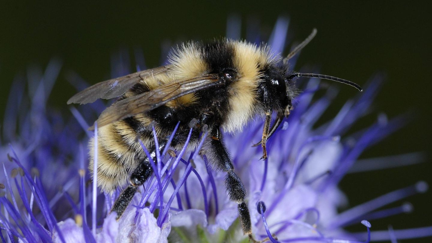 Hummel auf blauer Blüte