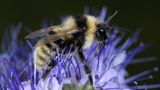 Hummel auf blauer Blüte