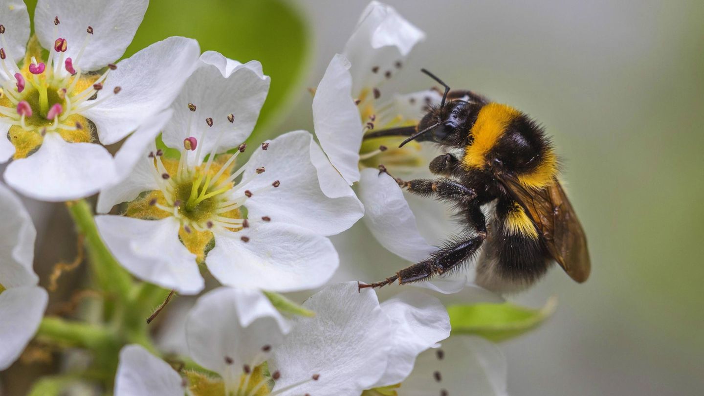 Hummel vor weißer Blüte
