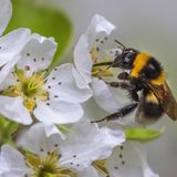 Hummel vor weißer Blüte