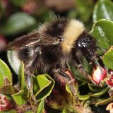 Hummel vor kleiner weißer Blüte