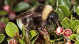 Hummel vor kleiner weißer Blüte