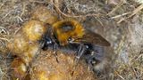 Hummel neben Waben