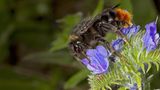 Hummel vor violetter Blüte
