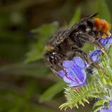 Hummel vor violetter Blüte