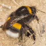 Hummel auf Sandboden