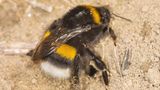 Hummel auf Sandboden