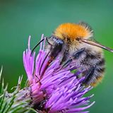 Hummel vor violetter Blüte