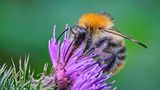 Hummel vor violetter Blüte