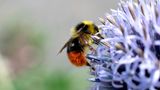 Hummel auf blauer Kugeldiestel